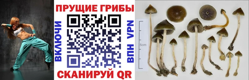мега ONION  Новоалтайск  Псилоцибиновые грибы MAGIC MUSHROOMS 